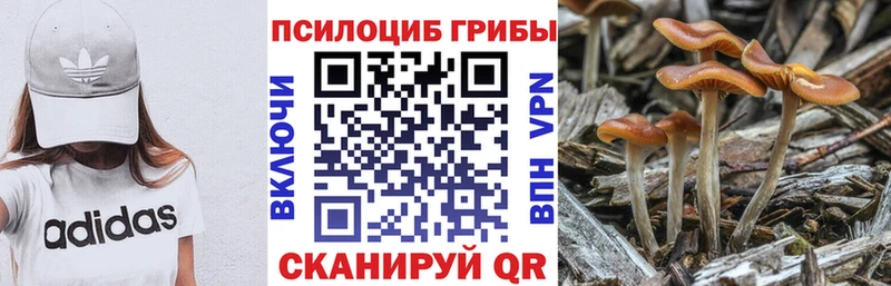 Галлюциногенные грибы Psilocybe Назарово